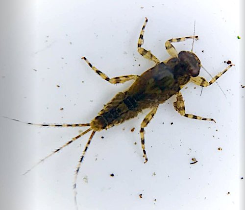 Fly 1
