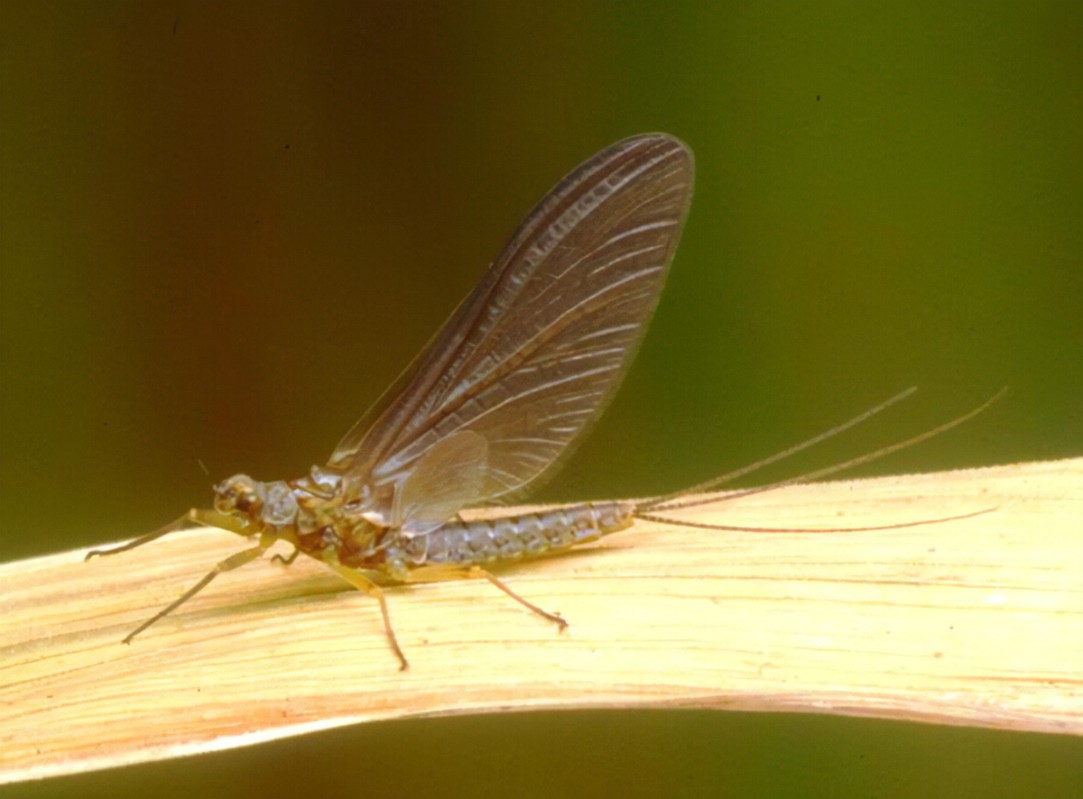 Fly 1