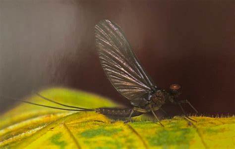 Fly 2