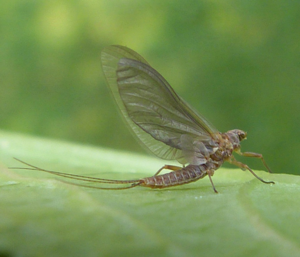 Fly 3