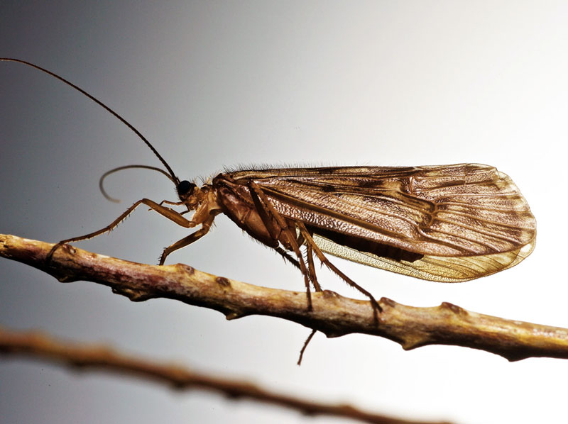 Fly 3