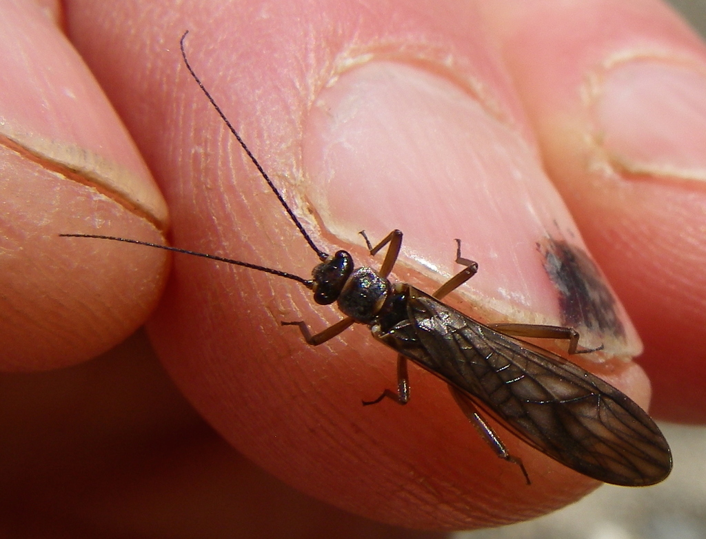 Fly 3