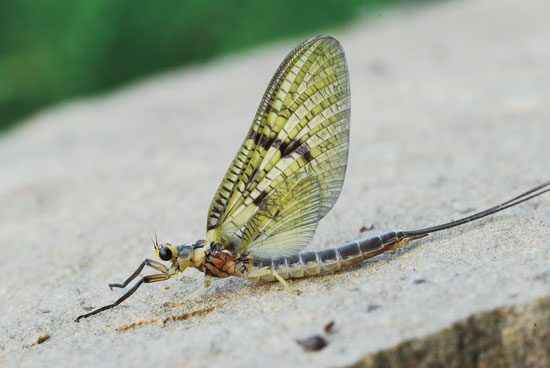 Fly 3