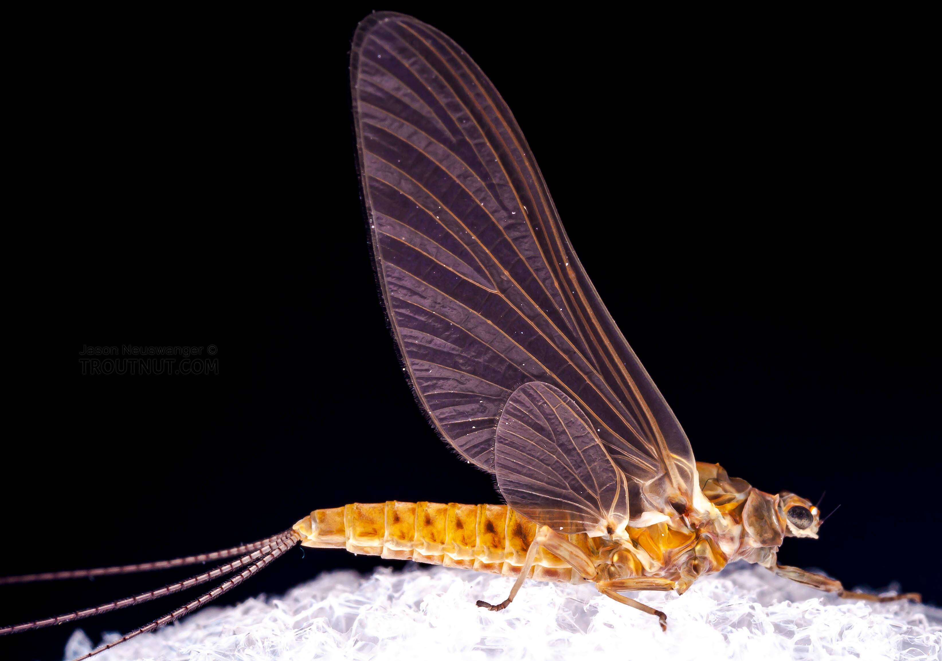 Fly 2