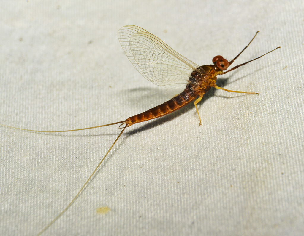 Fly 2