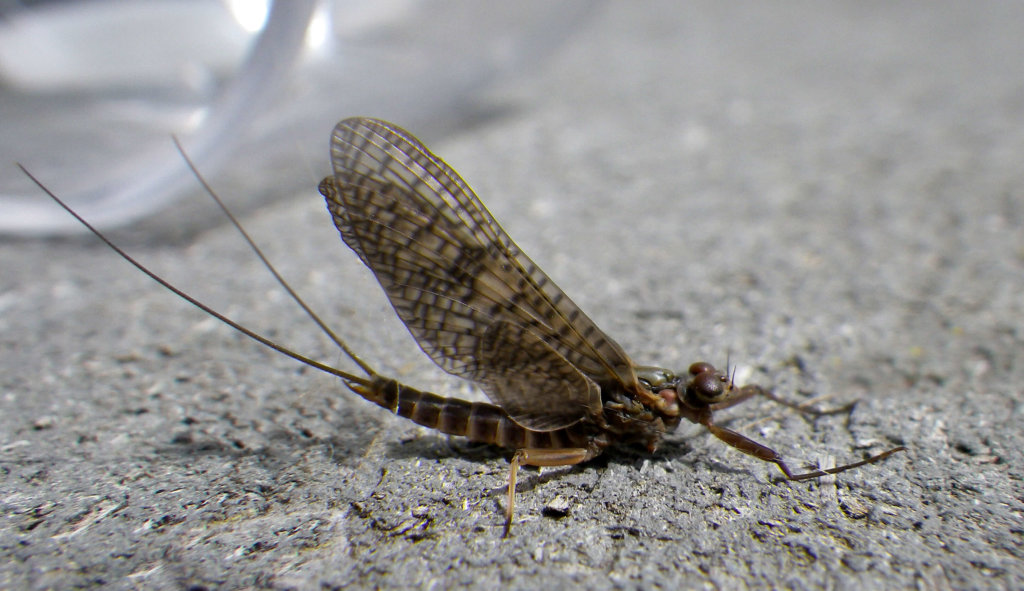 Fly 1