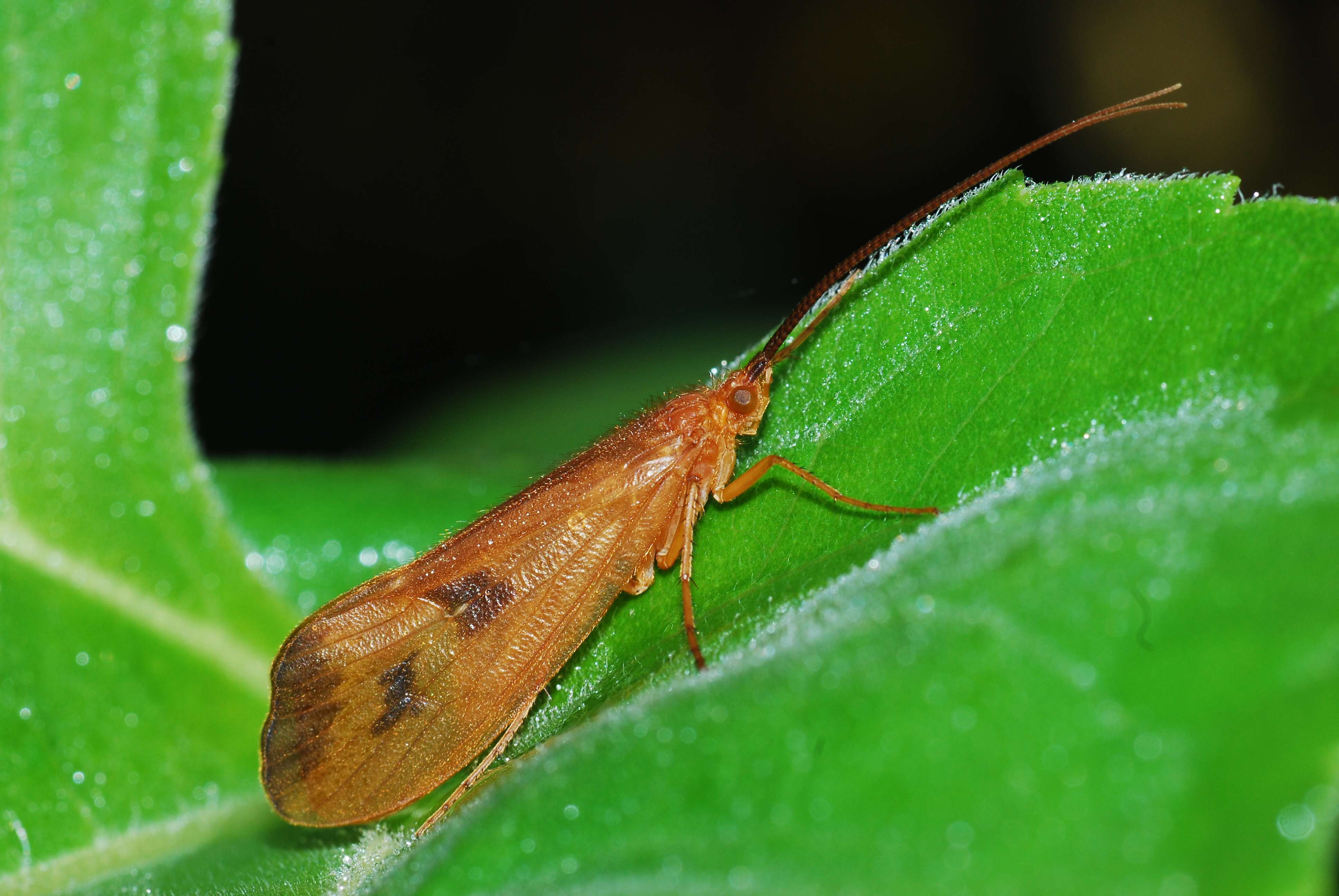 Fly 2