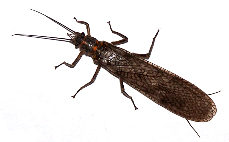 Fly 3