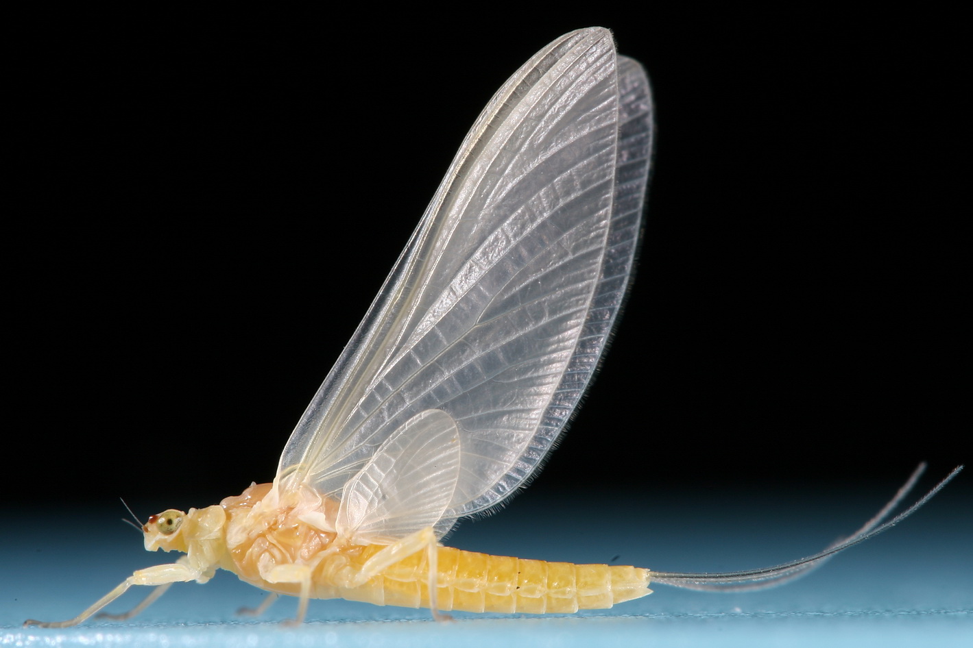Fly 2